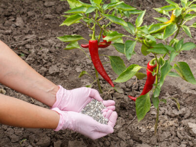 Using Fertilizers in Chilli