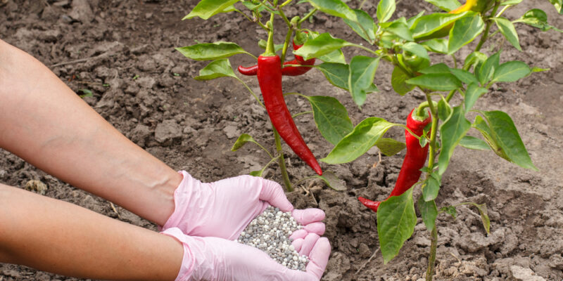 Using Fertilizers in Chilli