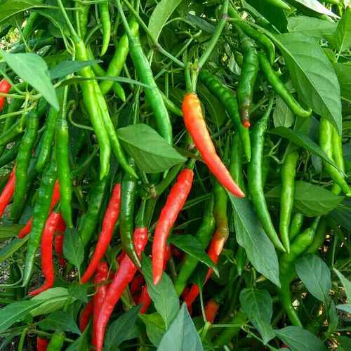 Pest Control In Chilli Crop