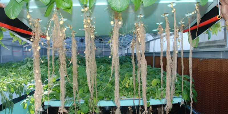 Aeroponic Farming