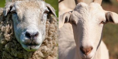 Bacterial Diseases in Sheep and Goats