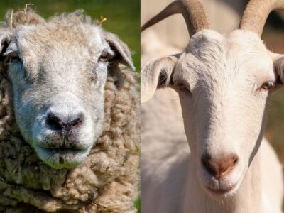 Bacterial Diseases in Sheep and Goats