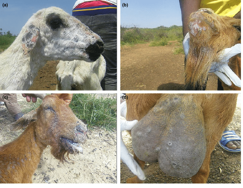 Bacterial Diseases in Sheep and Goats