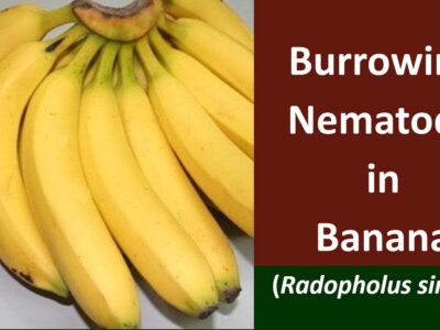 Banana Burrowing Nematode