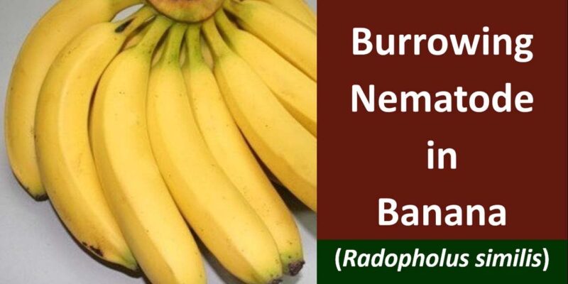 Banana Burrowing Nematode