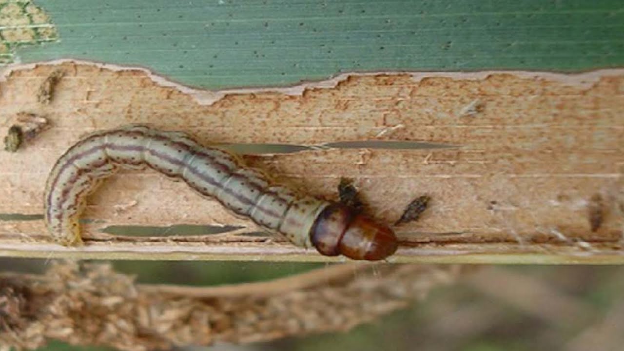 Black Headed Caterpillar