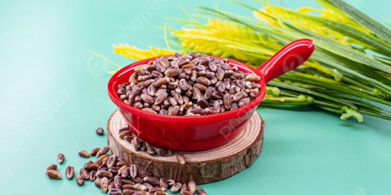 Black Wheat Farming