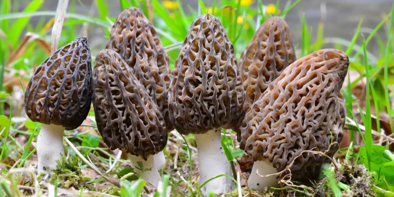 Delicious and Nutritious Morel Mushrooms