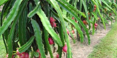 Dragon Fruit Plant