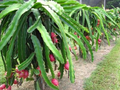 Dragon Fruit Plant