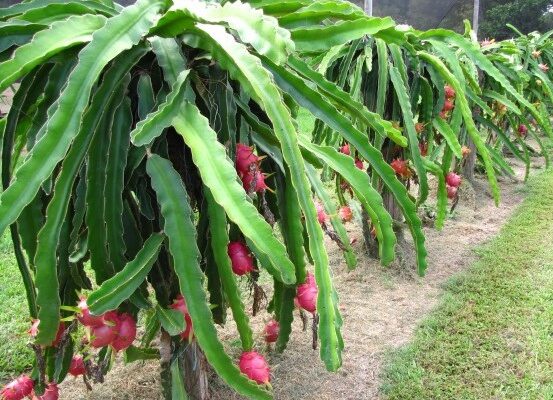 Dragon Fruit Plant