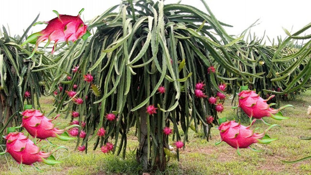 Dragon Fruit Cultivation