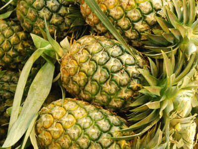 Makkal Thookki Pineapple Variety