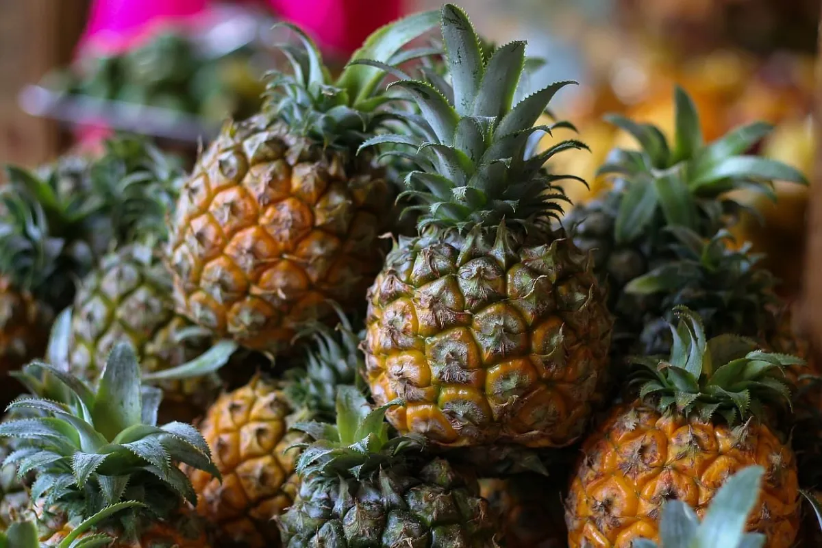 Makkal Thookki Pineapple Variety