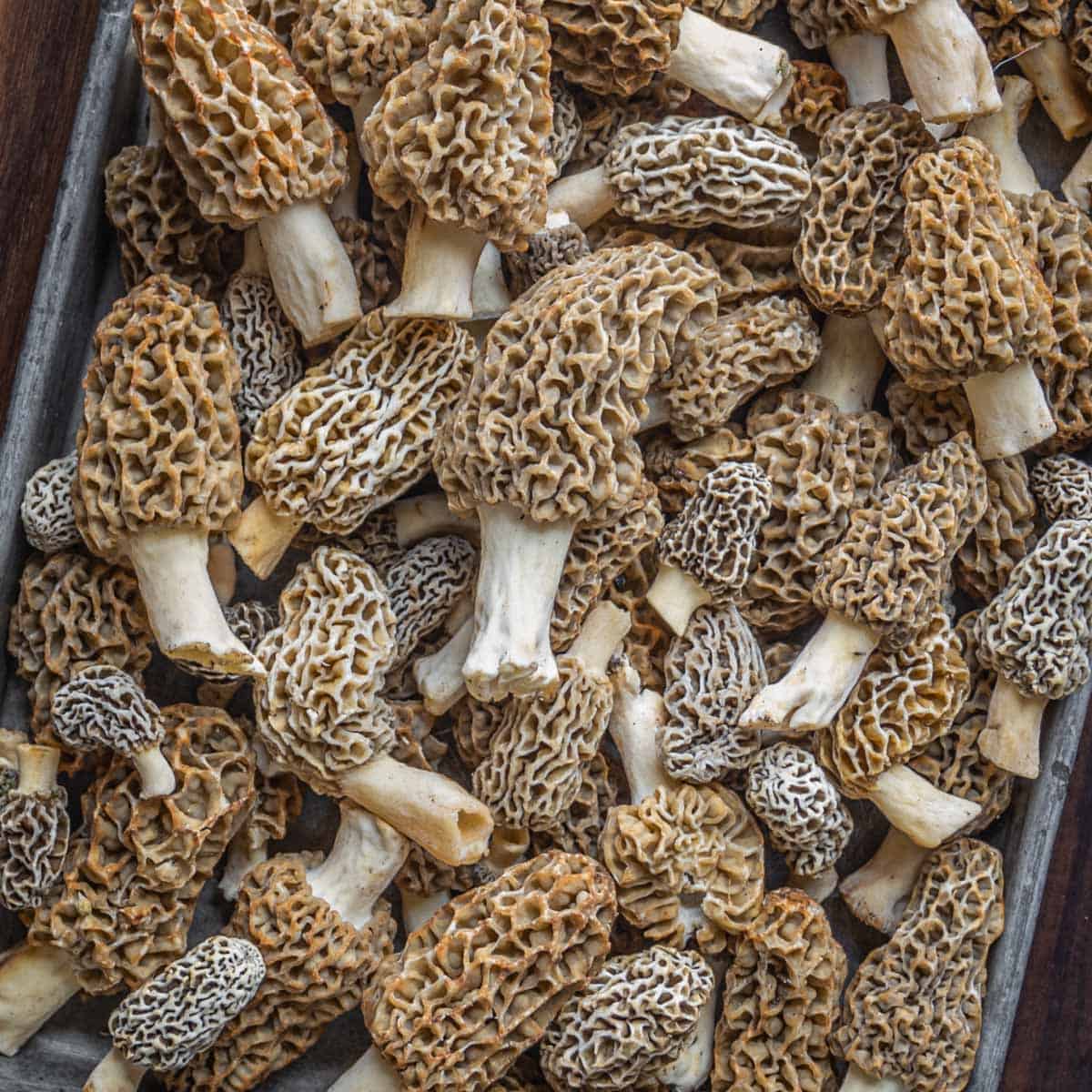 Morel mushrooms