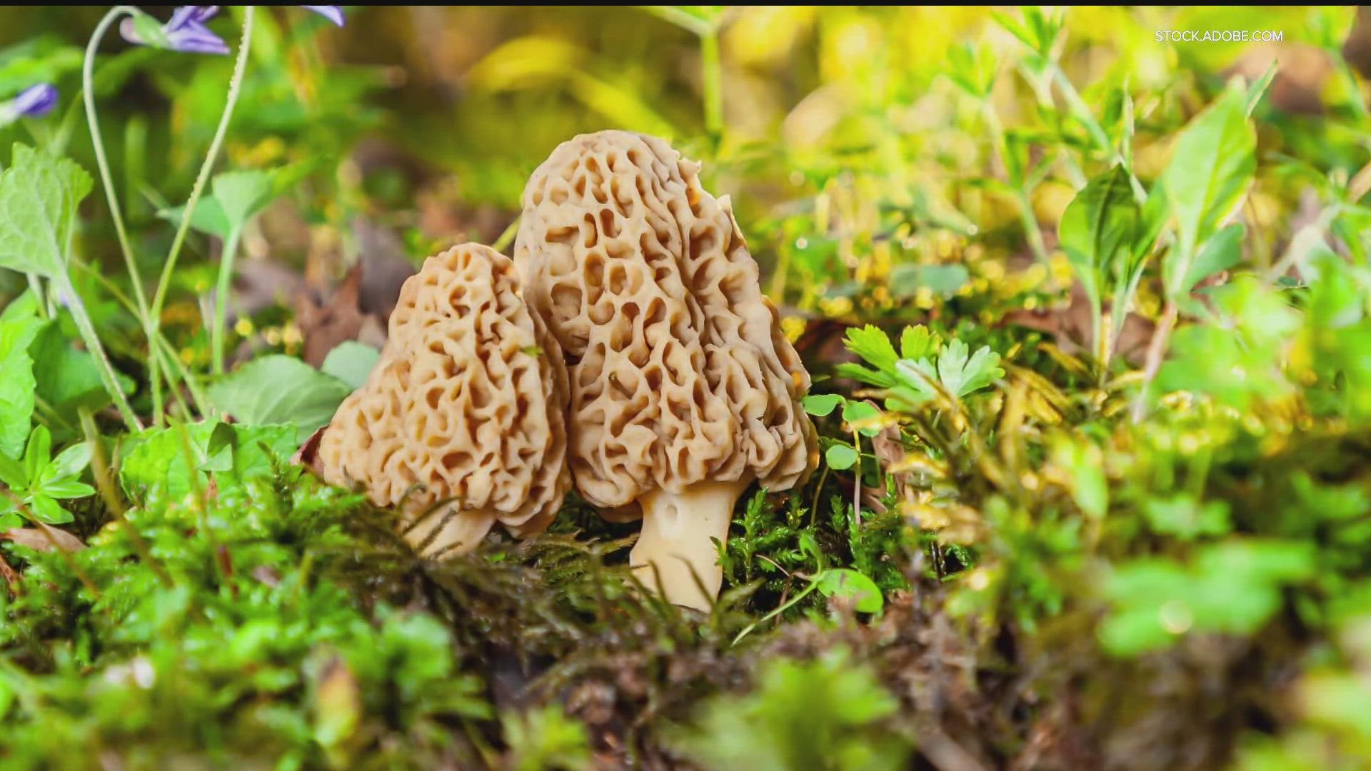 Morel mushrooms