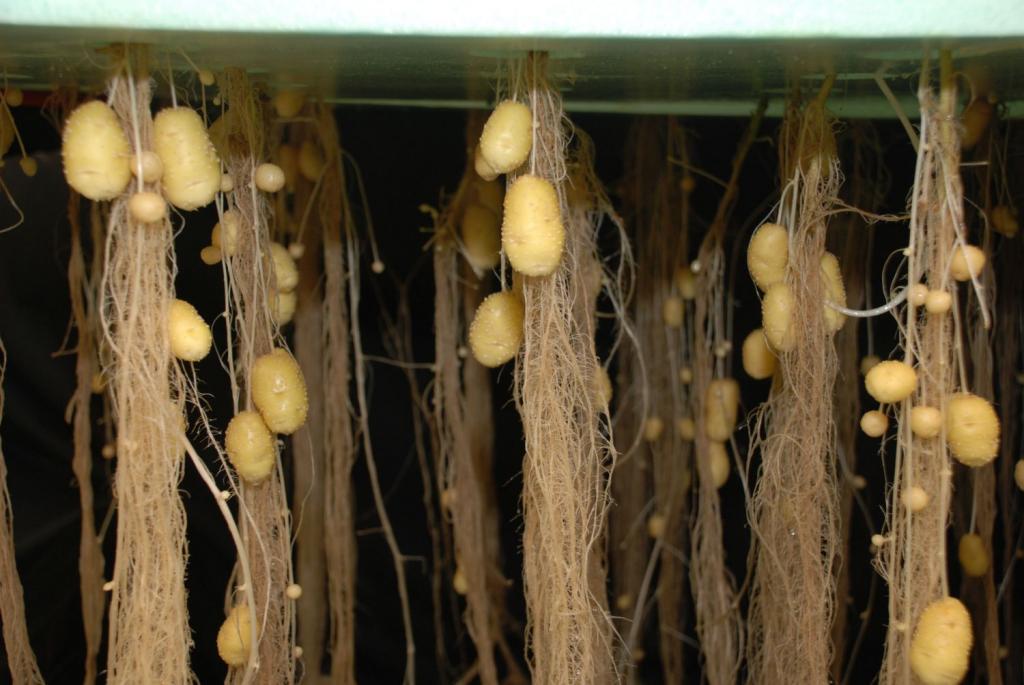 Potato Aeroponic Cultivation