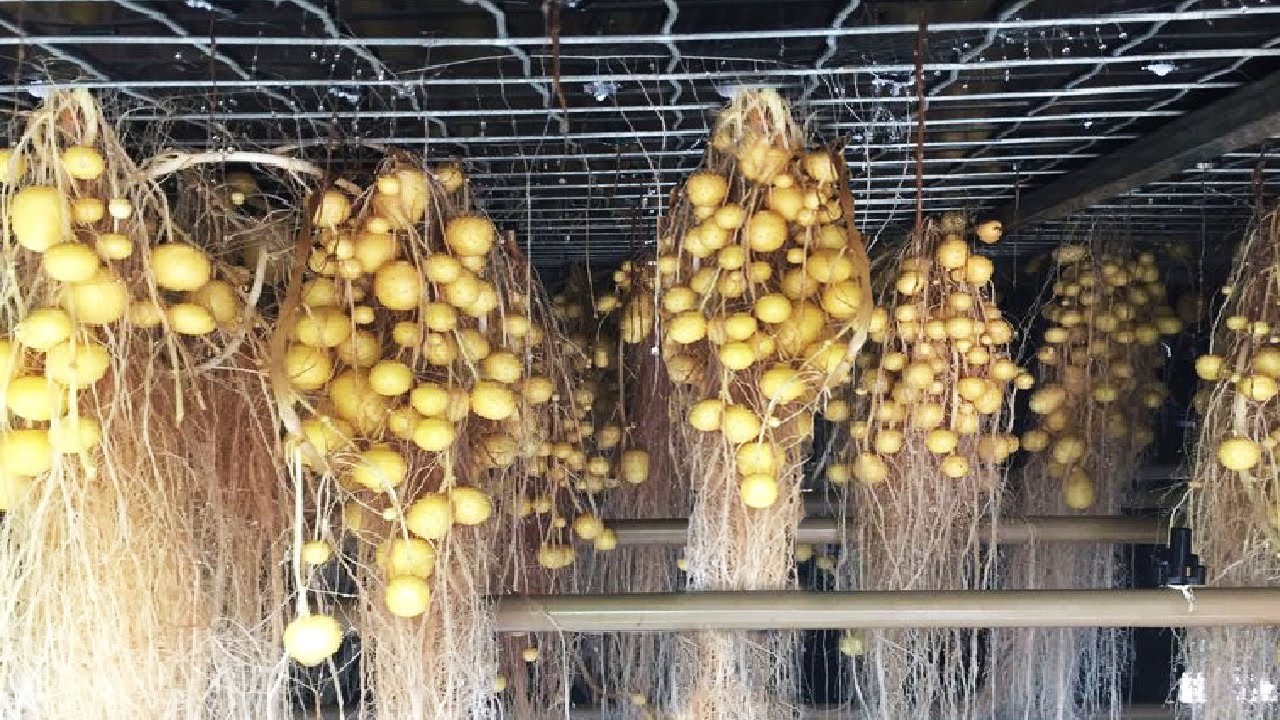 Potato Aeroponic Cultivation