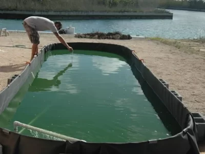 Spirulina Cultivation