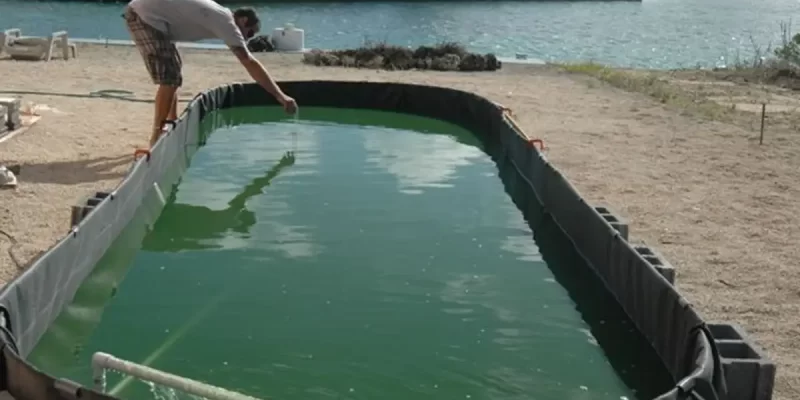 Spirulina Cultivation