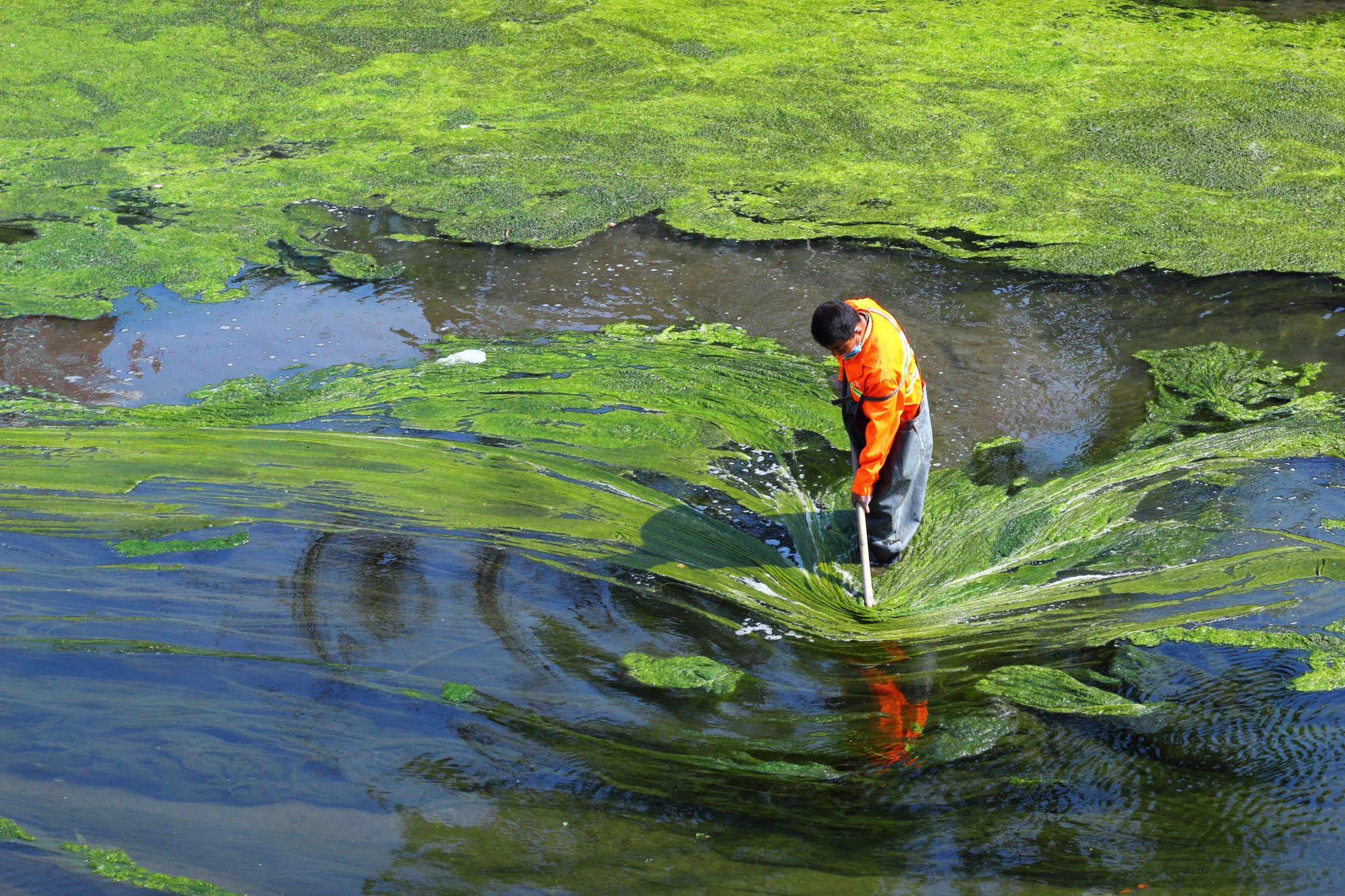 Spirulina's Cultivation in Pond