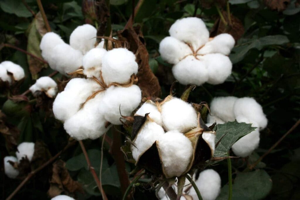 Sucking Pests of Cotton