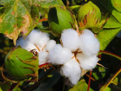 Sucking Pests of Cotton