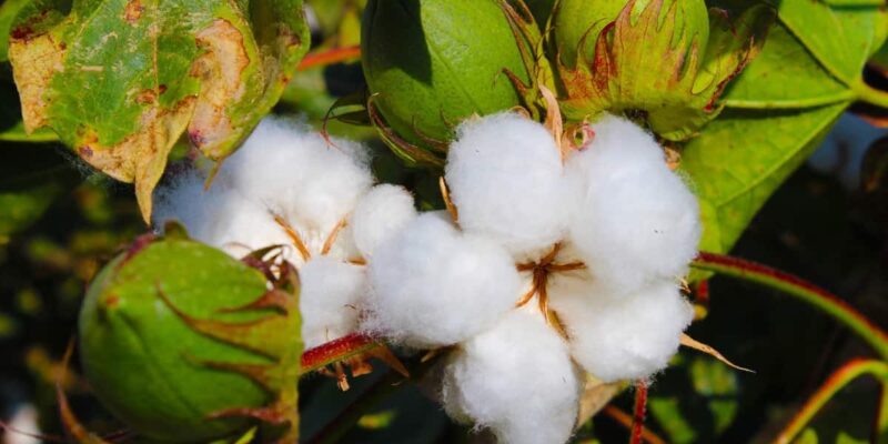 Sucking Pests of Cotton