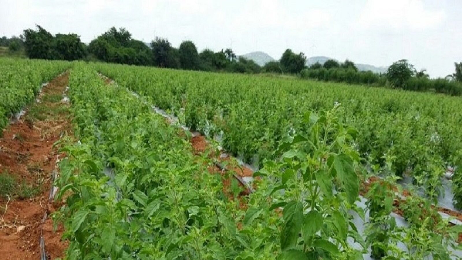 Tulsi Cultivation