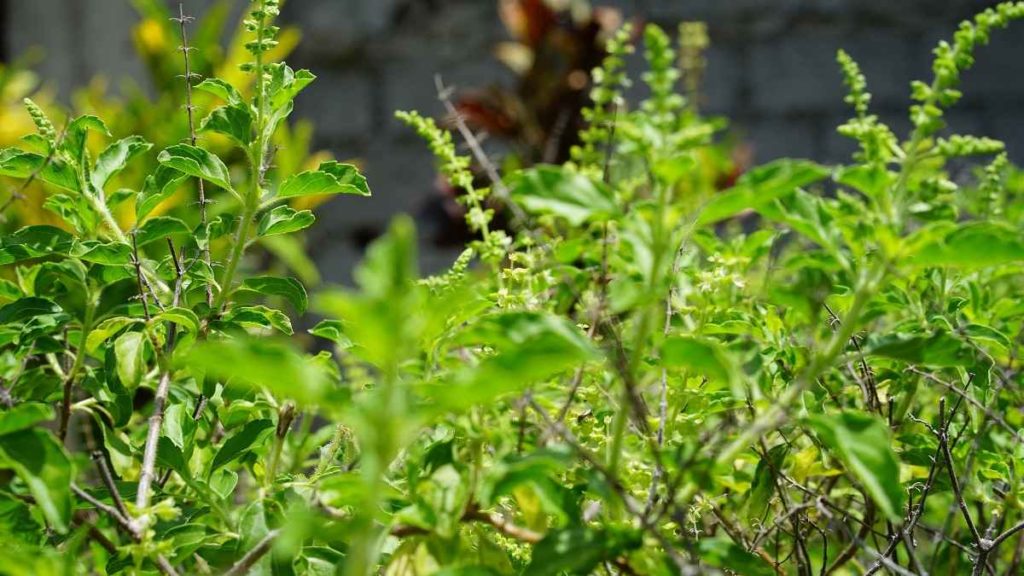 Tulsi Cultivation