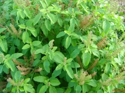 Medicinal Plant