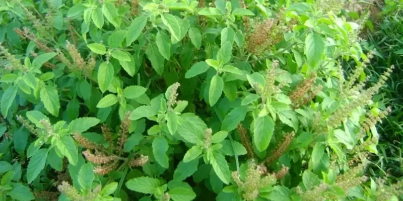 Medicinal Plant