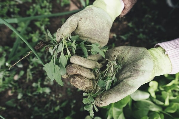 Weed Control in Agricultural Crops