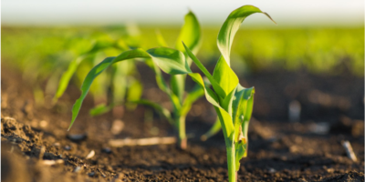 Agriculture Crops