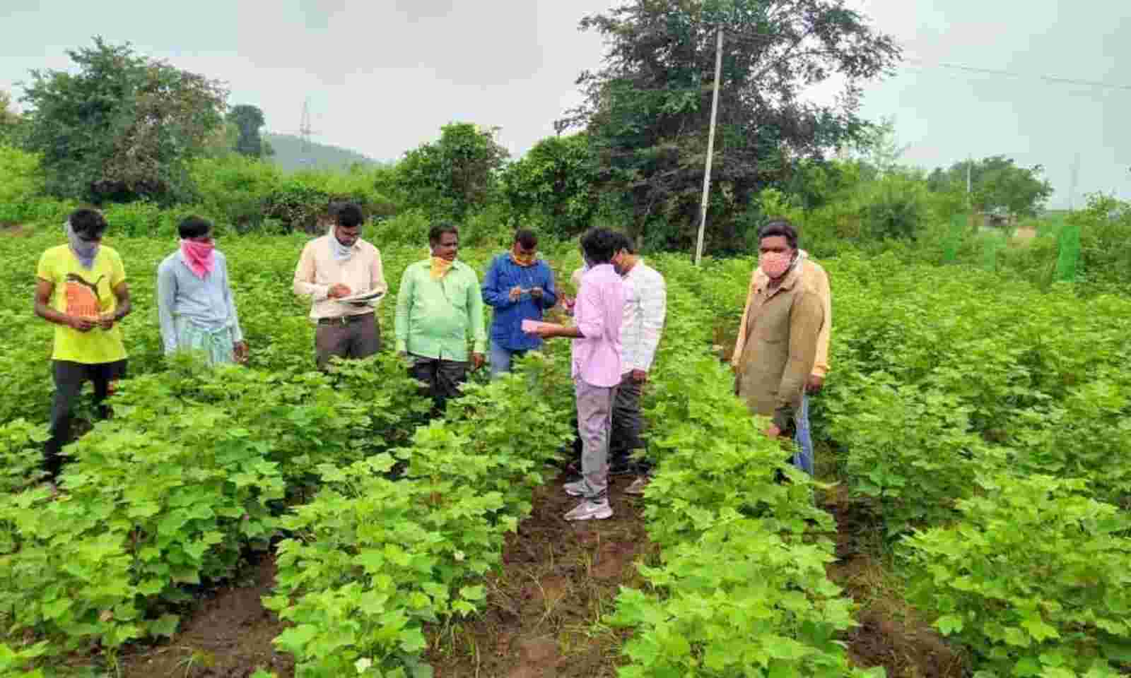 Agriculture Crops