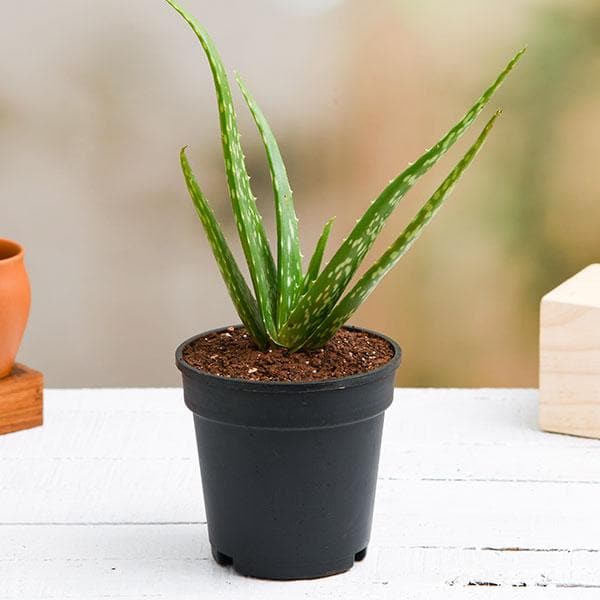 Aloe Vera Plant