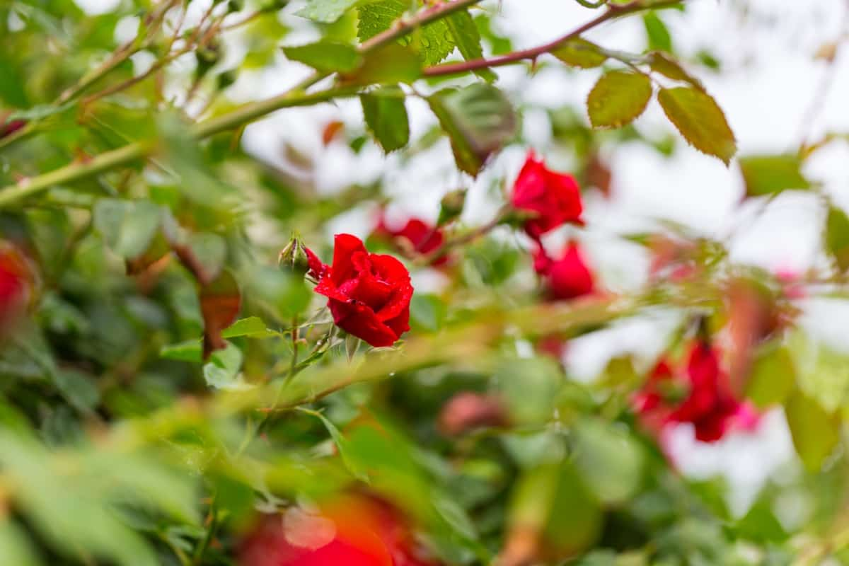 Arka Saavi Rose Cultivation