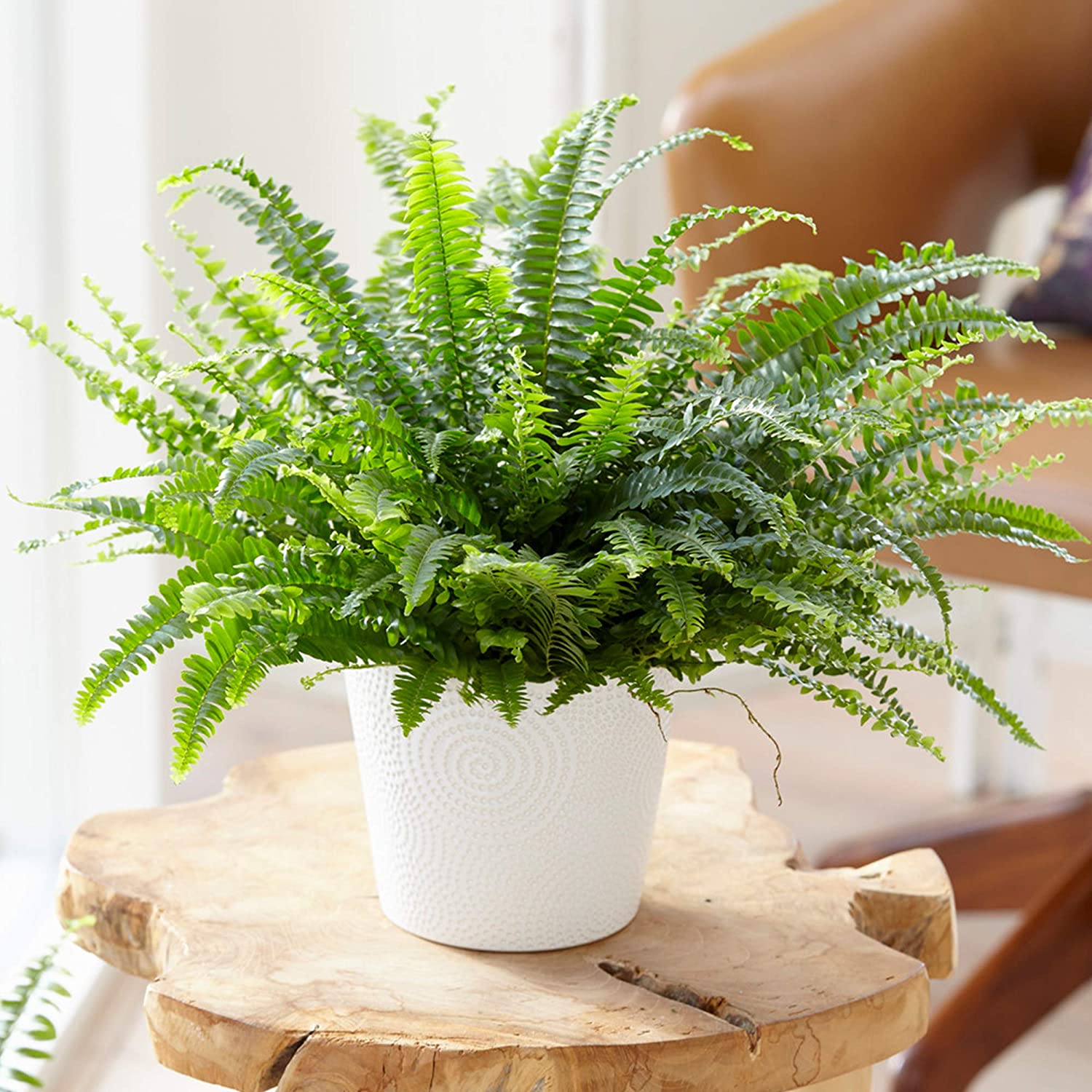 Boston Fern Plant