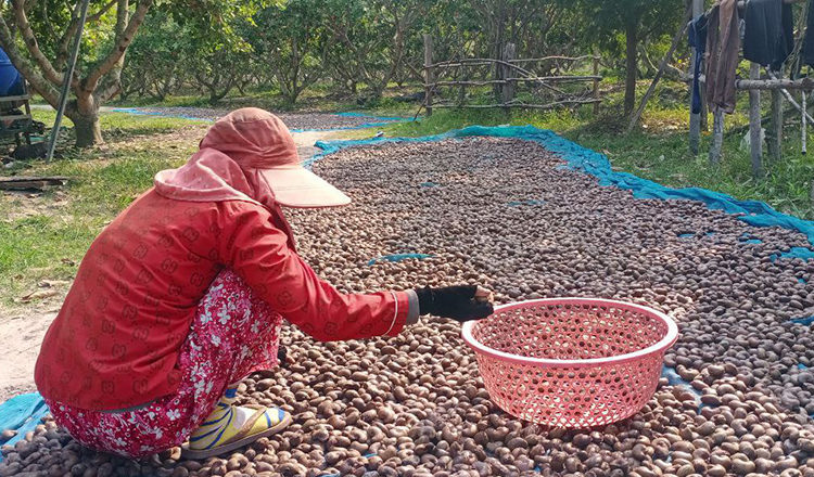 Cashew Nut Cultivation