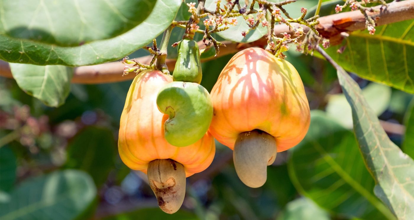 Cashew Nut Cultivation