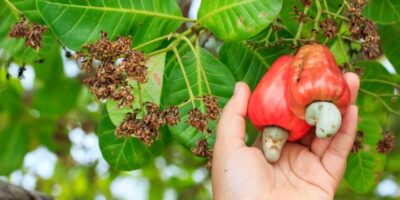 Cashew Nut Farming