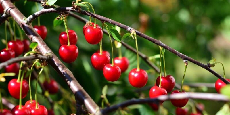 Cherry Farming