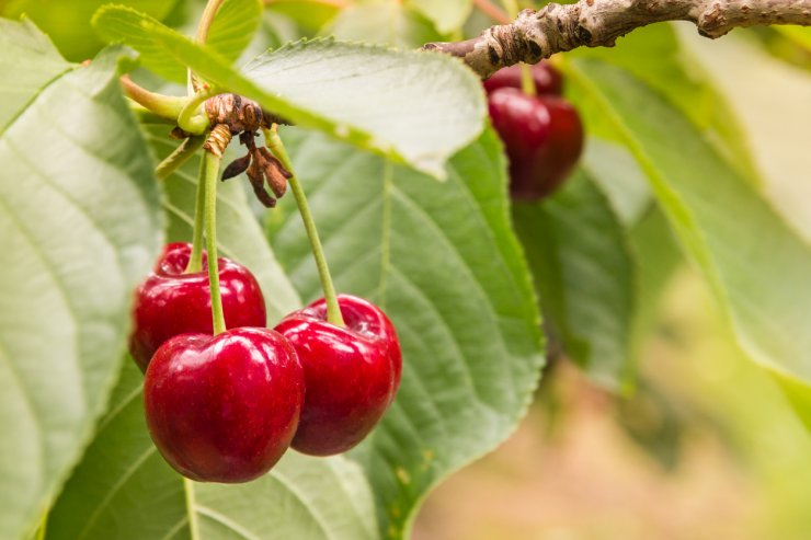 Cherry Orcharding