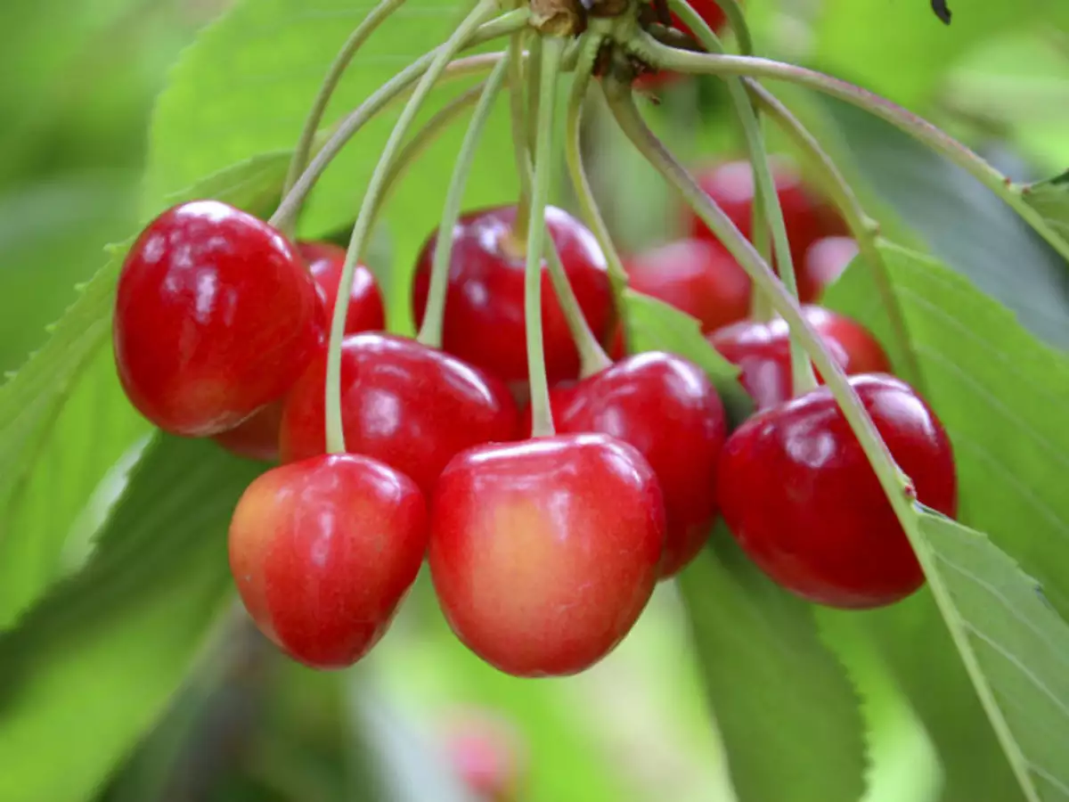 Cherry Orcharding