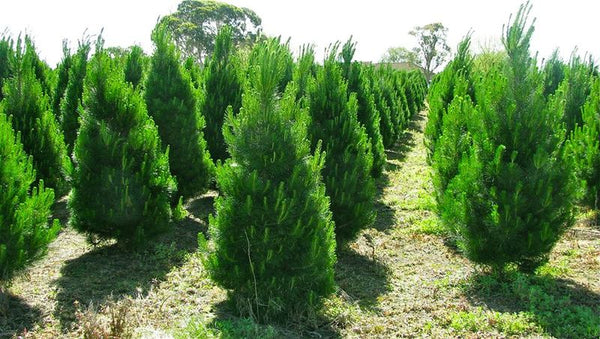 Christmas Trees Cultivation