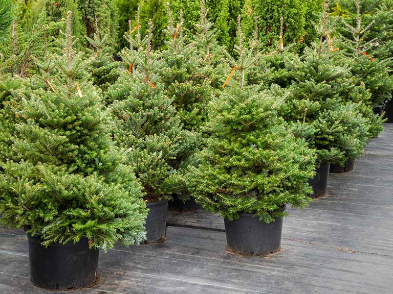 Christmas Trees Cultivation