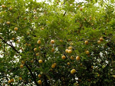 Cultivating Nutmeg