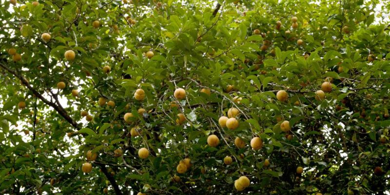 Cultivating Nutmeg