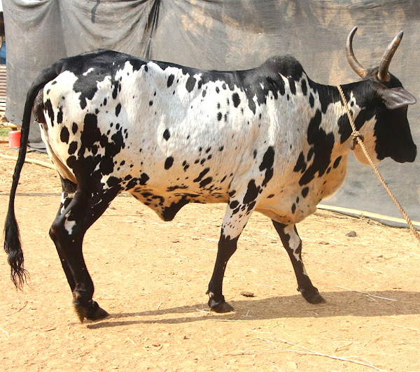 Dangi Cattle farming