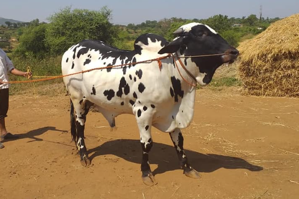 Dangi Cows farming